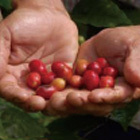 ニカラグア  パブロ・ベラスケス  スペシャルティコーヒー生豆